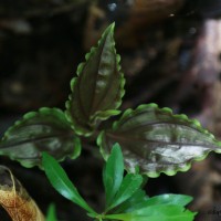 Malaxis discolor (Lindl.) Kuntze